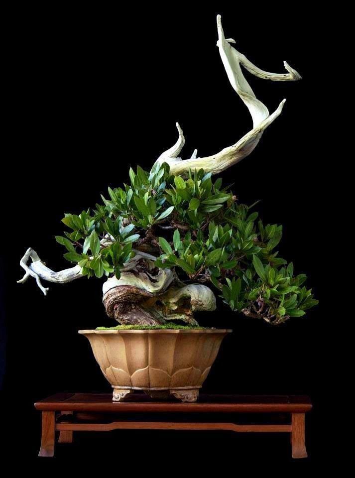 Cool Bonsai