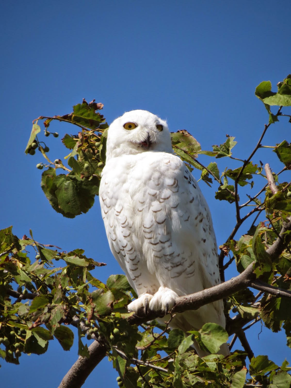 Snowy Owl - Martin Edwards Reserve, Amherst Island, ON