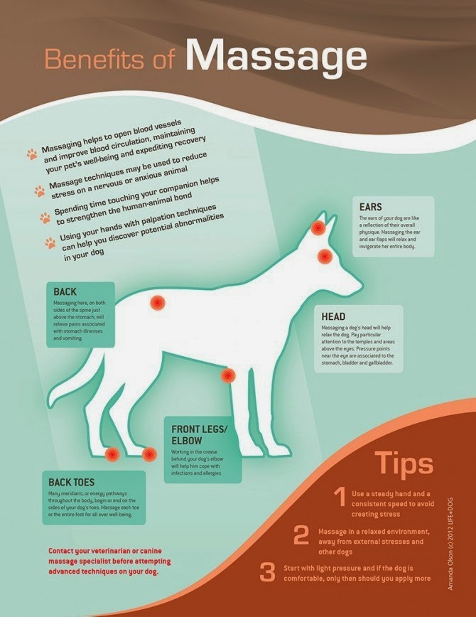 Dog massage illustration by Amanda Olson for Life+Dog