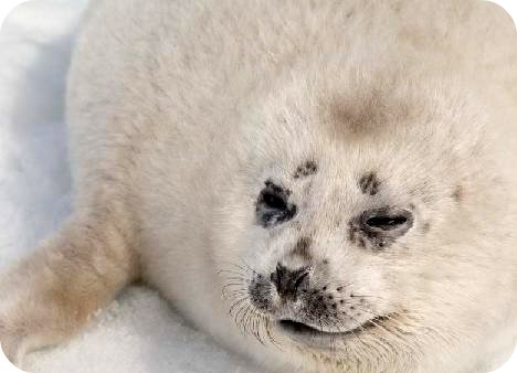 White Fluffy Seals