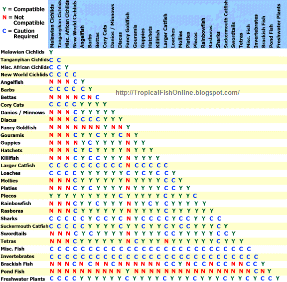 Tropical Fish Online Freshwater Tropical Fish Compatibility