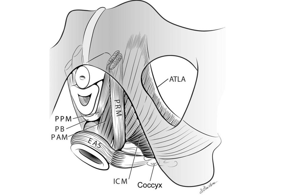 URETHRAL (AND ANTERIOR VAGINAL WALL) SUPPORT SYSTEM