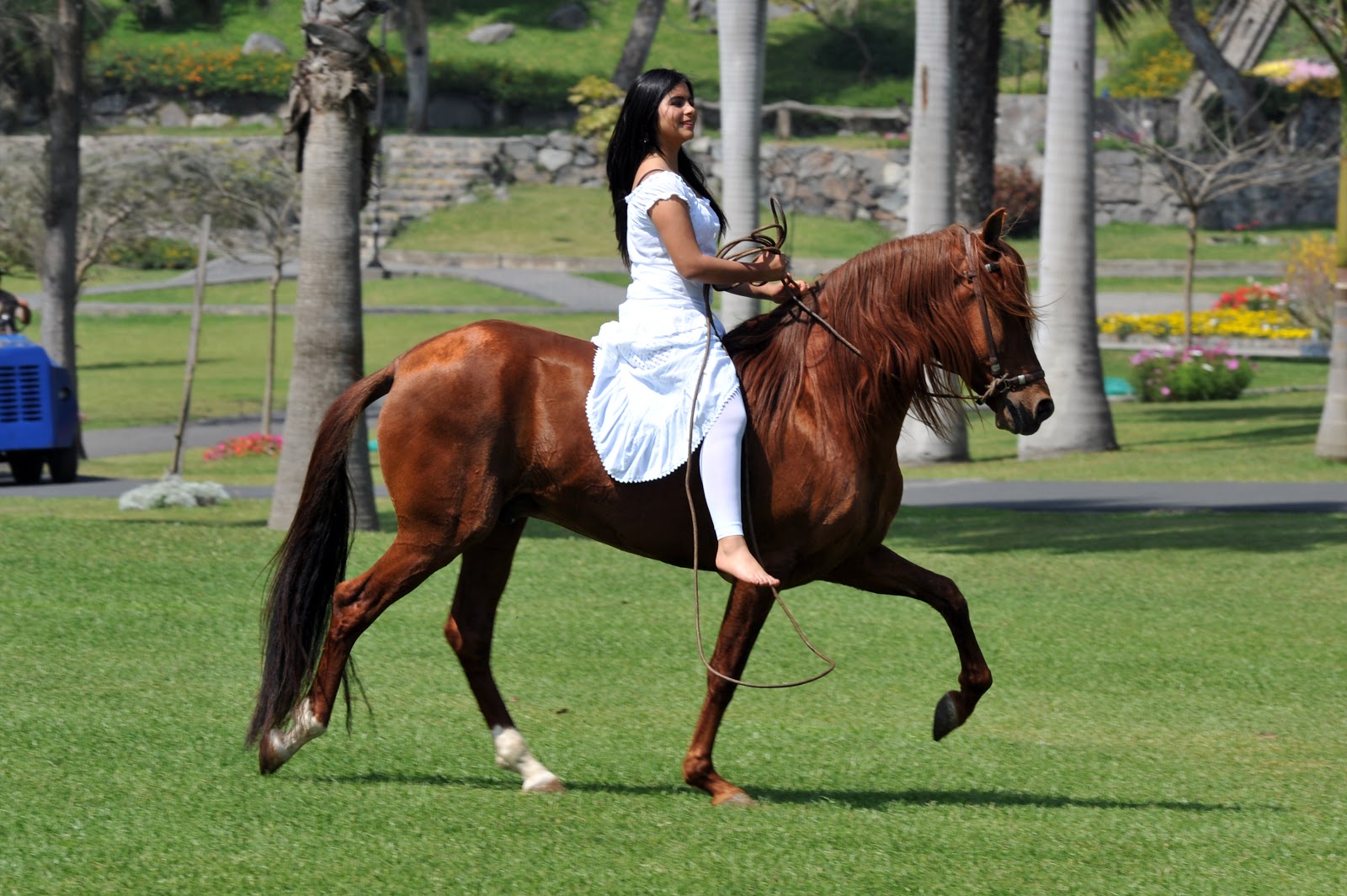 Dpaso Caballo Peruano de Paso Mamacona Lima Los beneficios de