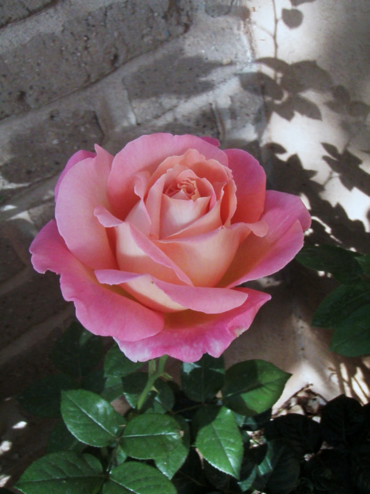 Cabin & Cottage Roses For Remembrance