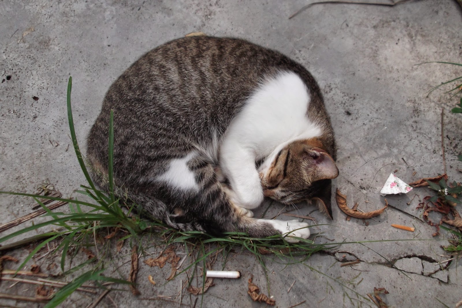 kucing sedang tidur