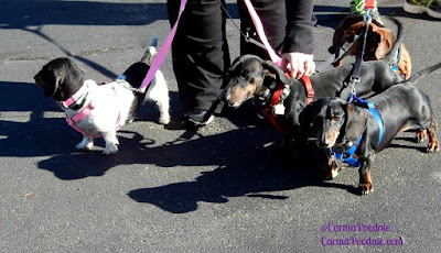 Lots of dachshunds 