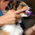 Δωρεάν οδοντικοί έλεγχοι σε σκύλους από 80 κτηνιάτρους