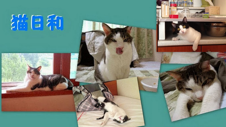 猫と暮らすってどういうことかな