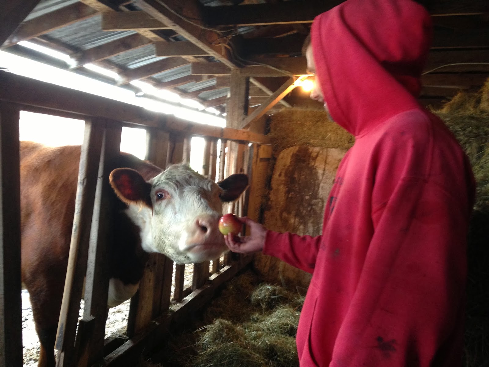 Kimmi's Dairyland Cows eat their fruits and vegetables, too!
