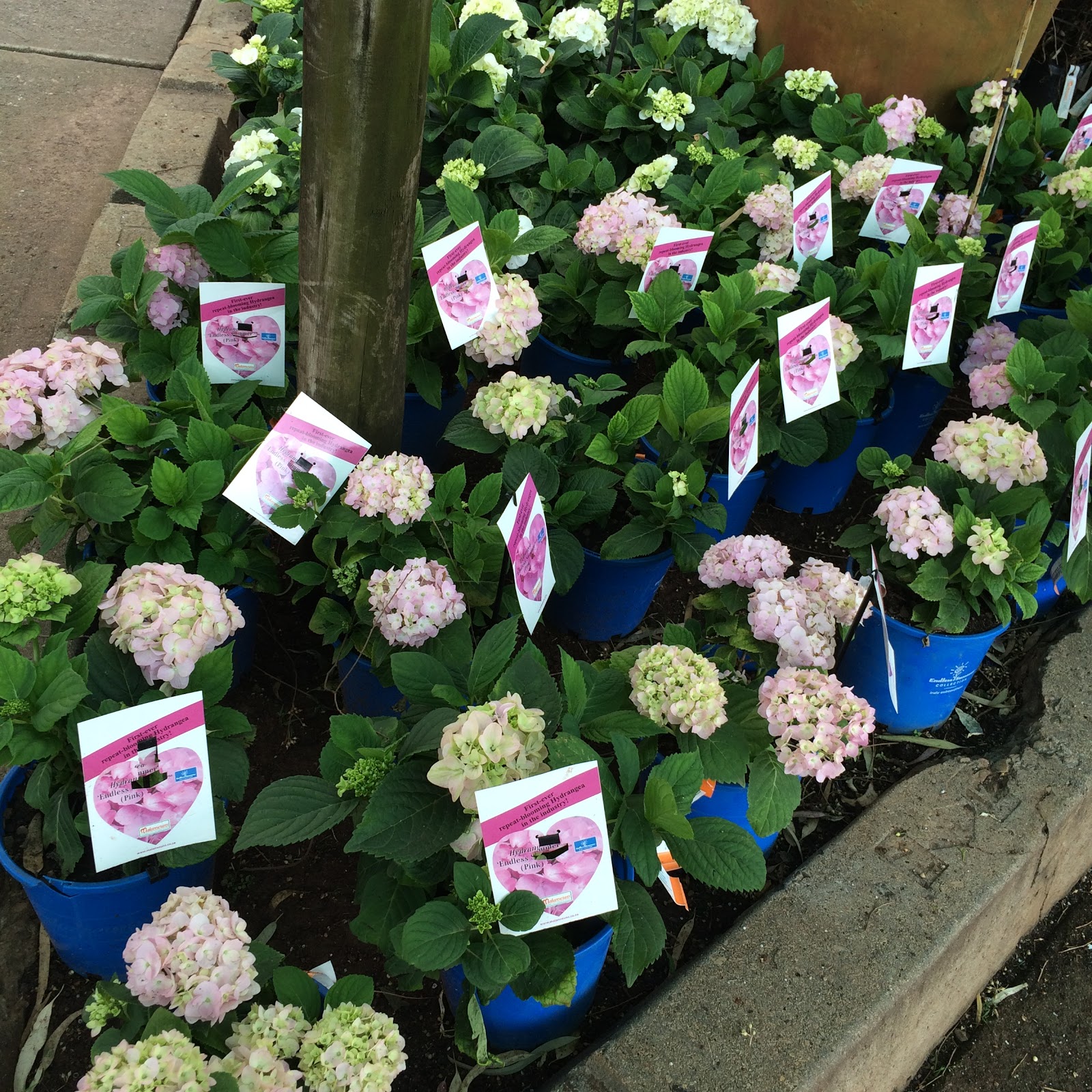 Lovely Garden Wedding Theme Ideas Love The Hydrangeas Wedding