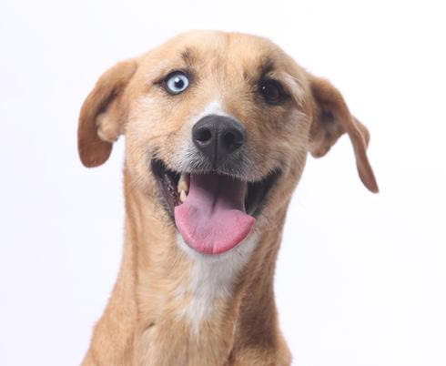 Dog of the week: Mutt! | All about dogs