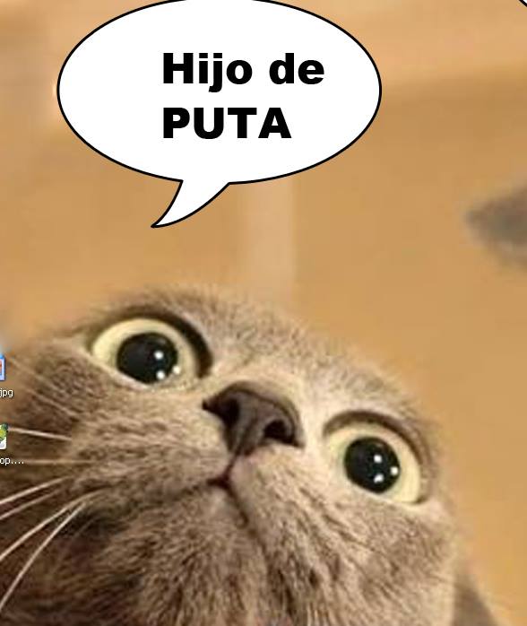 Gatos con frases groseras Imagui