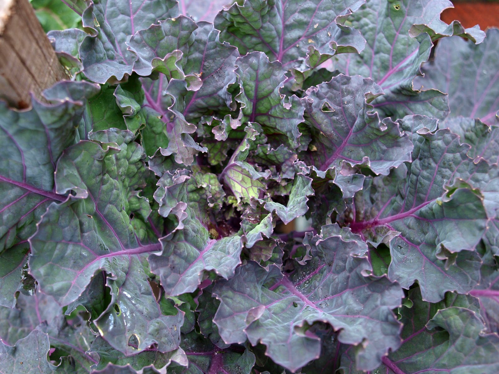 Mark's Veg Plot Brassica Buds