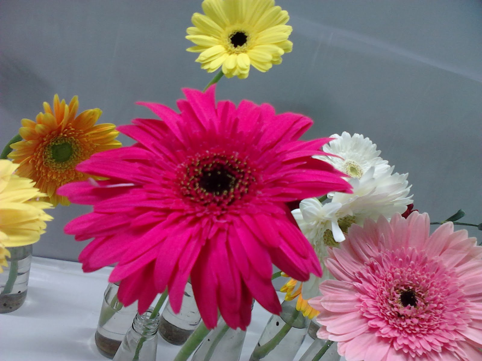 Garden Care Simplified Throw Away Cut garden flowers and Leaves