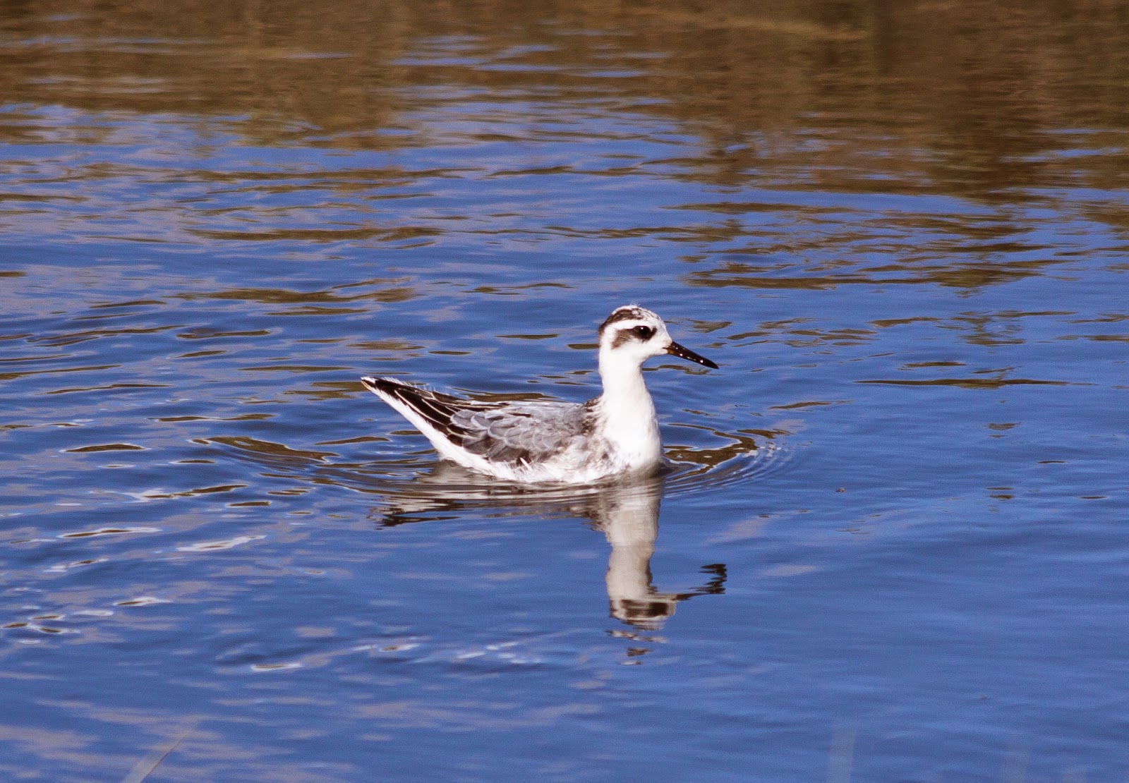 Grey Phalarope