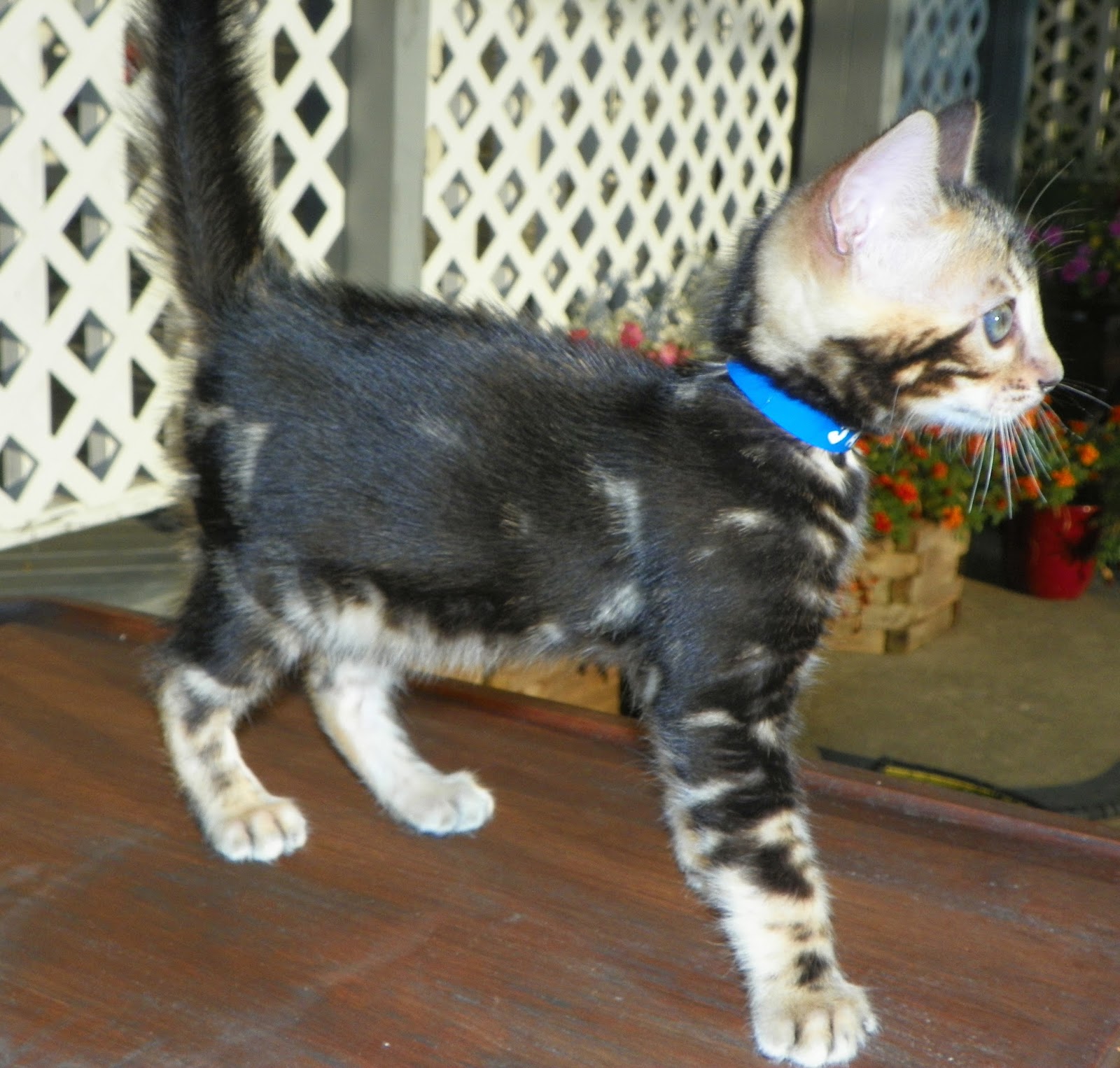 Adore Cats Bengals A Marble Bengal Kitten for Sale