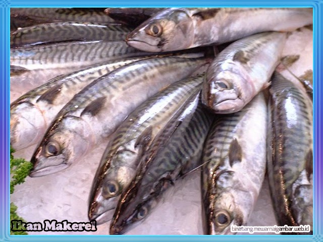 Ikan Makerel Ikan Makerel
