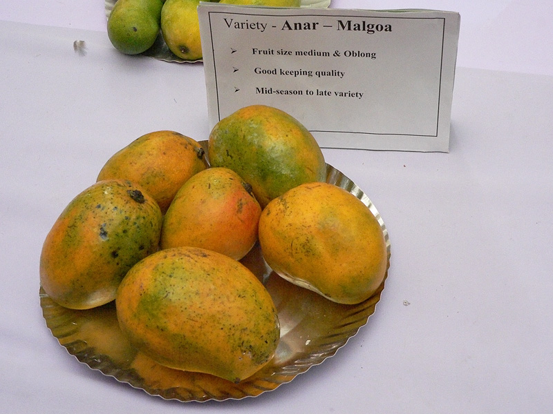 Smart Life World Hyderabad Mango Competition