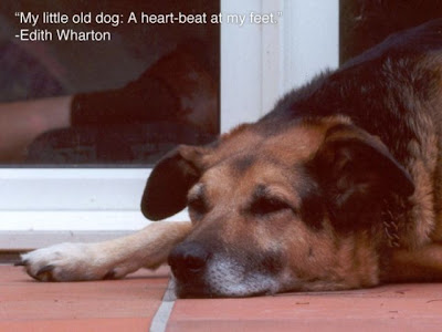 Inspiring Pictures of Animals