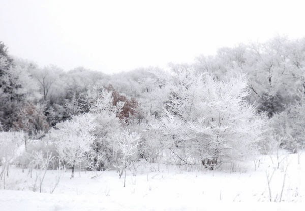 trees in winter trees in winter