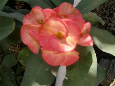 Red Flower-1