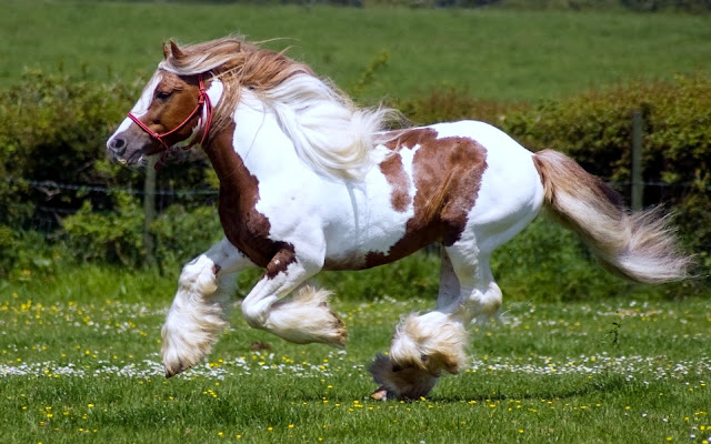 Horses Running