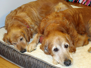 please consider adopting senior dogs!
