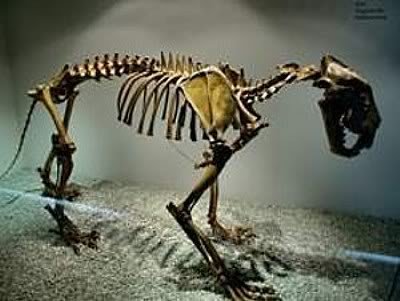 European Cave Lion
