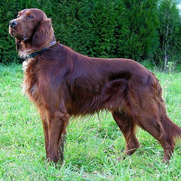Setters Dog Breeds Setters Dog Breeds