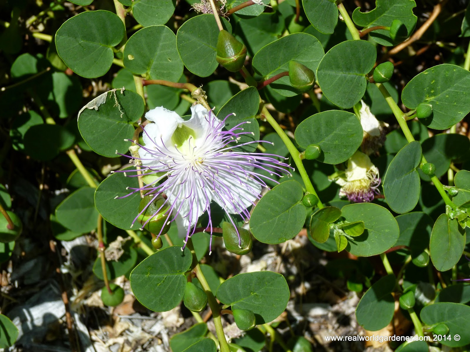 Real World Gardener Shakespearean Idylls with Wattle Capers and Correas