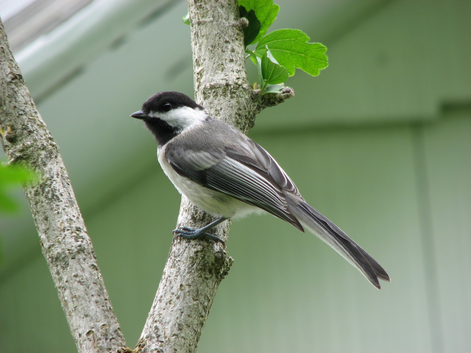 South Burlington birds Backyard Birds photos South Burlington