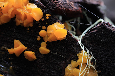 Dacrymyces palmatus –  Jelly fungus
