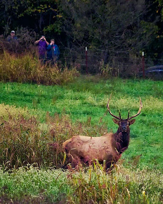 Elk Watchers in Boxley Valley Elk Watchers in Boxley Valley