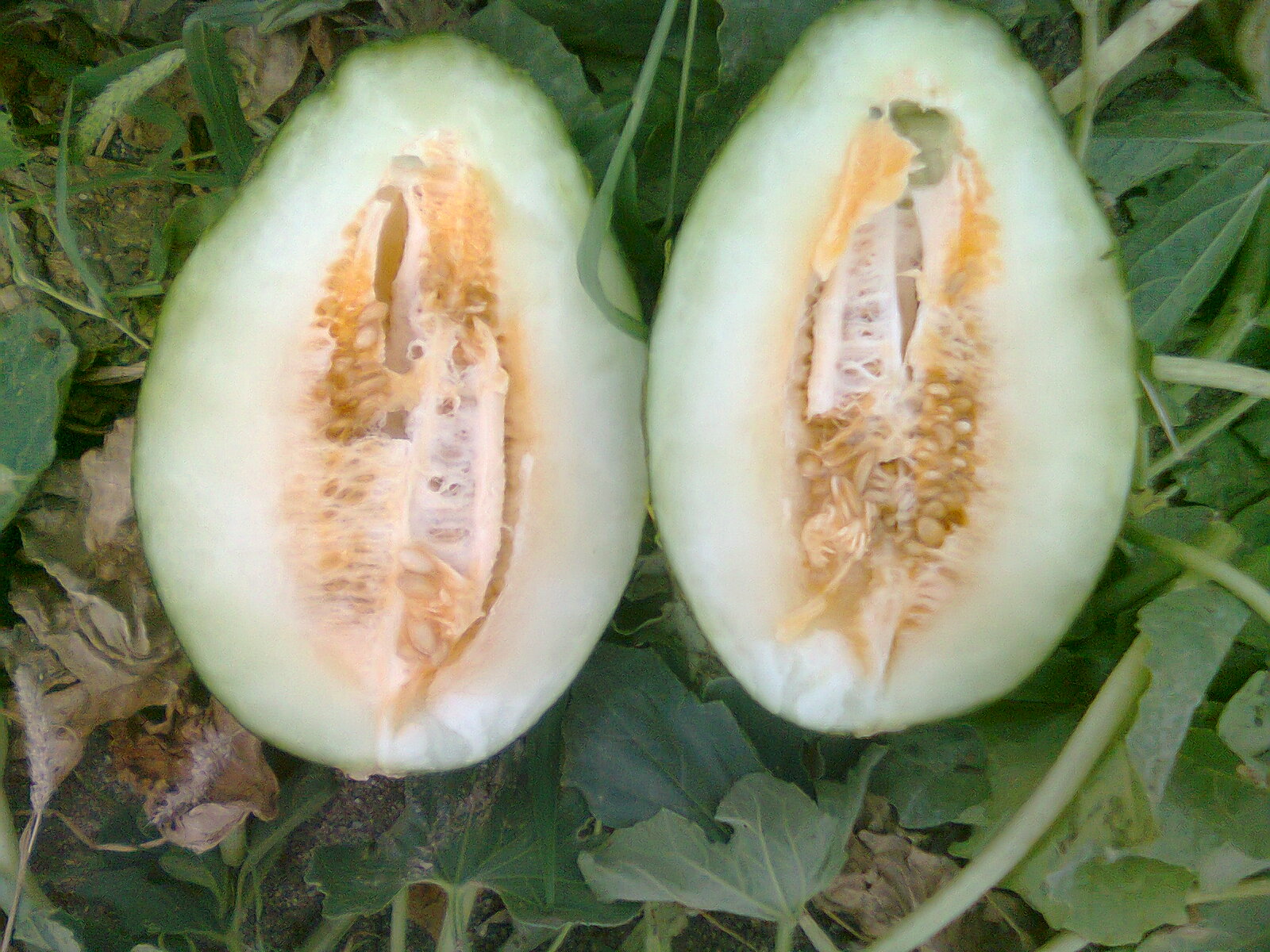melones los melones cucumis melo l son unas frutas de temporada de melones los melones cucumis melo l son unas frutas de temporada de