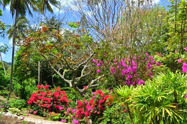 The Galloping Gardener Wordless Wednesday Andromeda Botanic Iris Bannochie Bequeathed Andromeda To The Barbados National Trust In 1988
