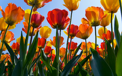Netherland tulips wallpapers