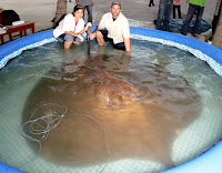 Fresh Waterd Stringray Big Stringray