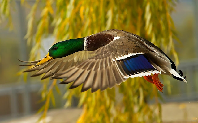 Picture of a low flying mallard