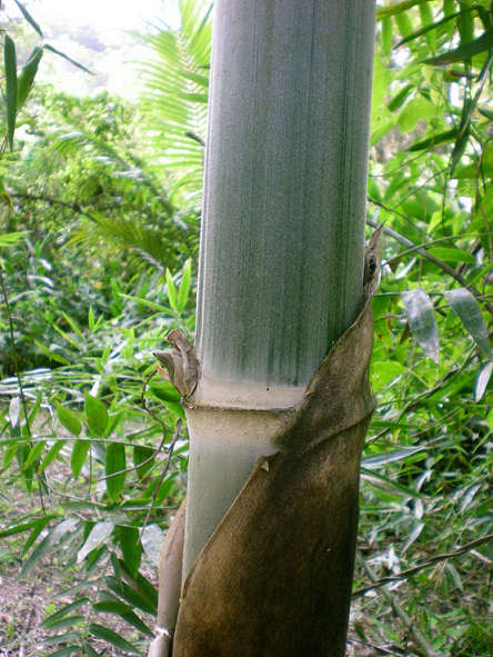 O poderoso bambu nativo do Brasil