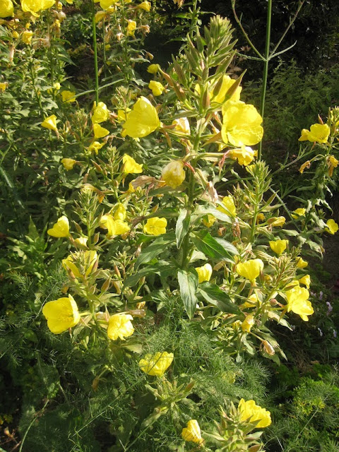 Oenothera biennis