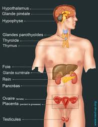 sistema endocrino humano