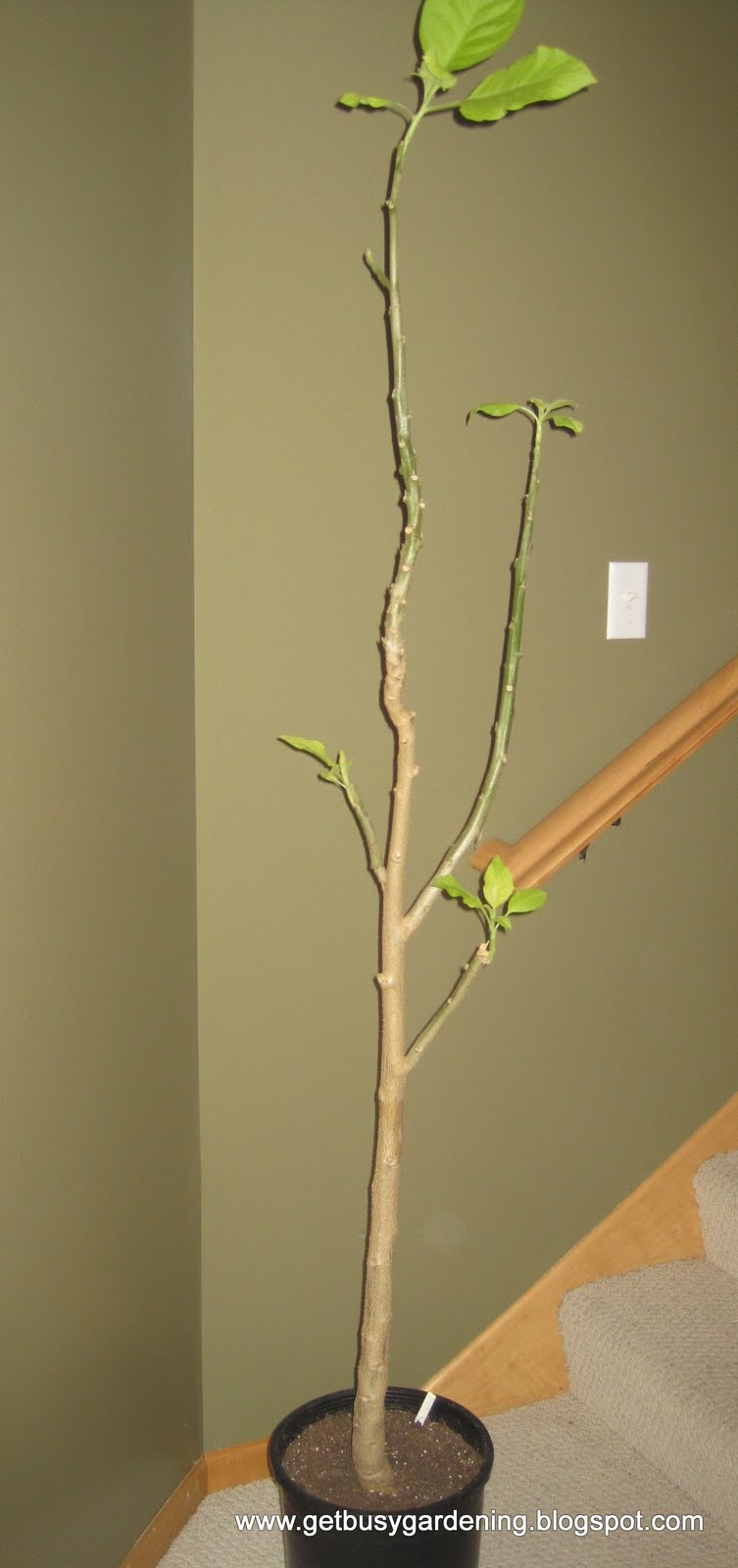 How To Bring A Plant Out Of Dormancy Get Busy Gardening