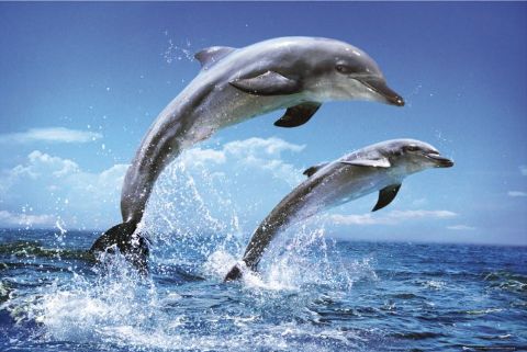 Dolphin Love Dolphin Love