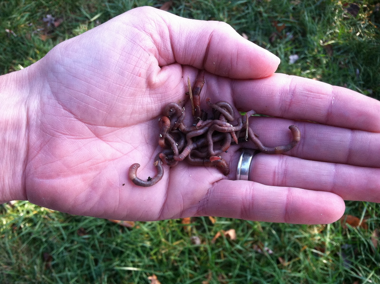 A Suburban Wilderness Why Do Earthworms...