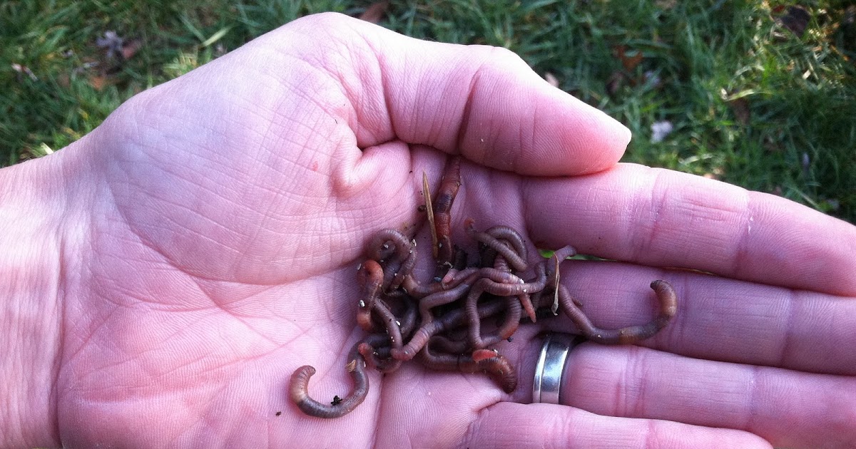 A Suburban Wilderness Why Do Earthworms...