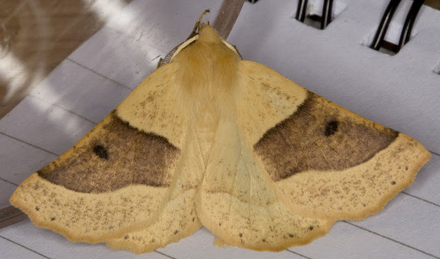 Scalloped Oak moth, dark form; Crocalis elinguaria. A Geometer. From a moth trap on Farthing Downs on the night of 16th July 2011. Moths and Butterflies on Farthing Downs, with Gill Peachey. Photographed on Sunday 17th July 2011. Scalloped Oak moth, dark form; Crocalis elinguaria. A Geometer. From a moth trap on Farthing Downs on the night of 16th July 2011. Moths and Butterflies on Farthing Downs, with Gill Peachey. Photographed on Sunday 17th July 2011.