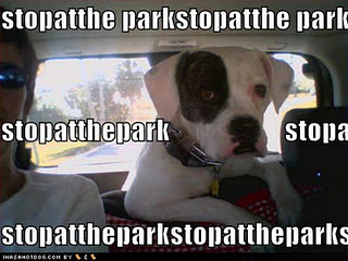 Funny DOG Pictures