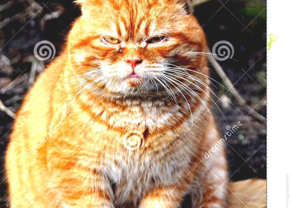Garfield - Garfield Cat Breed