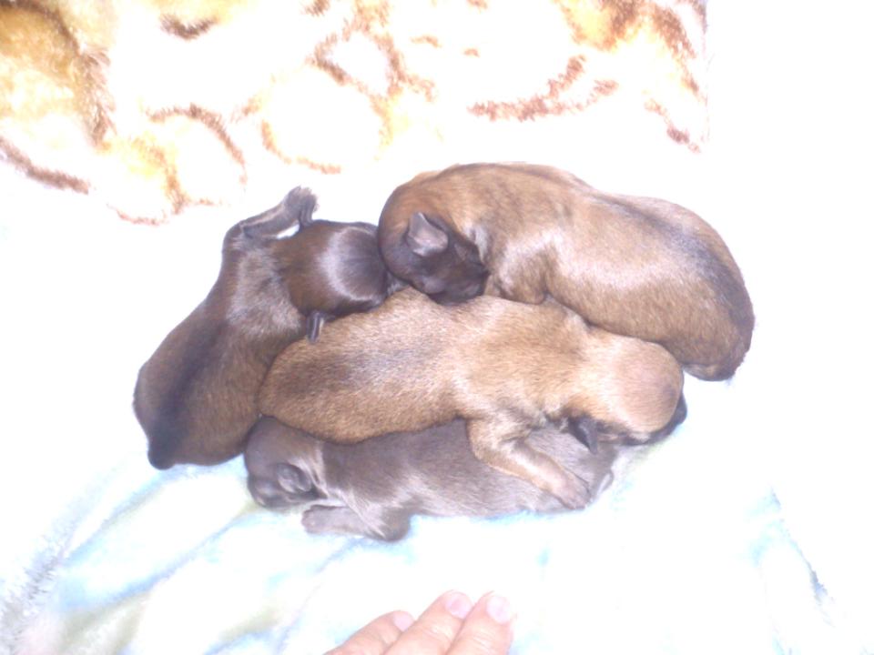 puppies dying
