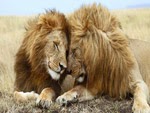 Amboseli National Park Diaries of an explorer